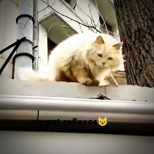 Cat unbelievable aura