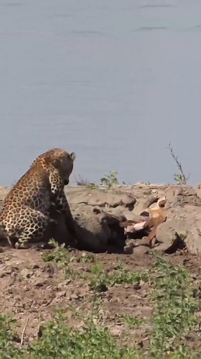 🌅 Sunrise Over the Serengeti – Your 2025 Safari Awaits! 🦁🐘 Imagine waking up to the golden glow of the African sunrise, surrounded by the untamed beauty of Tanzania. From the breathtaking Serengeti plains to the majestic Ngorongoro Crater, your dream safari is just a step away! 🌿 Witness the Great Migration 🐾 Encounter Big Five wildlife 🏕️ Stay in luxury lodges or adventure camps 📷 Capture unforgettable safari moments 📅 Book now for 2025 & secure your spot! 📍 Tanzania Adventures Group �