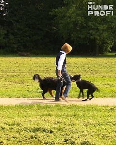 Labradorhündin Lotta ist eigentlich gut erzogen. Doch sobald sie von der Leine ist, rast sie auf Alles und Jeden zu. Kann Martin Rütter ihr eine weniger bedrohliche Art der Begrüßung vermitteln? Der Hundeprofi, am Samstag um 16:55 Uhr. | VOX