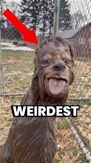 Top 5 WEIRDEST Animal Sounds Caught on Camera 😱#shorts