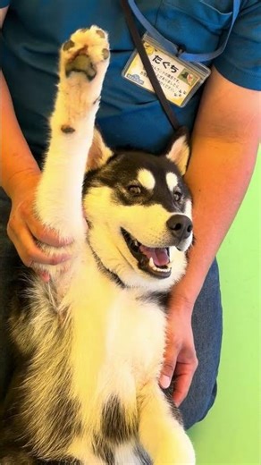 🐾 Friendly Dog Saying Hello | The Cutest Greeting Ever!