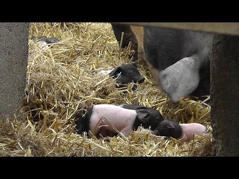 Angler Sattelschweine in Freilandhaltung - Familie Schwein lädt ein