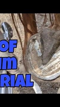 Beginners horse hoof trim tutorial. how to trim my horses hooves. #farrier #hooftrimming