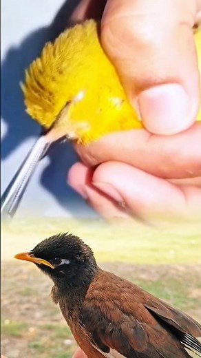 Vet safely removes botfly larvae from a bird to save its life. #birds #wildliferescue #animals