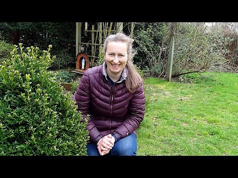 Spring: Rejuvenating VERY OLD Climbing & Shrub Rose, Adelaide d'Orleans rose update.