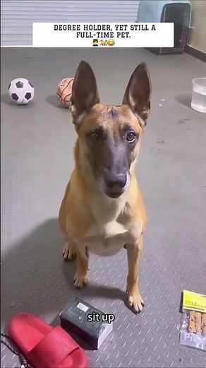 ​IQ: 200. 🧠 Smartest Dog. Wait for His Final Choice 😂 #smart #pets #shorts #funnydog #viralshorts