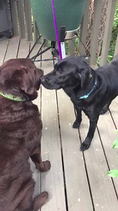Just over two weeks ago, Lake Erie Labrador Retriever Rescue Inc. partnered with Humane Animal Rescue in the Pittsburgh area to help with Bella, a neglect case. Here she is today, settling into her LELRR foster home. She has been getting every other day medicated baths, nutritious food, supplements, antibiotics and lots of love! To see her first video watch here: https://www.facebook.com/LakeErieLabradorRetrieverRescueInc/videos/545539512550881/ Bella is being fostered in the Pittsburgh area and