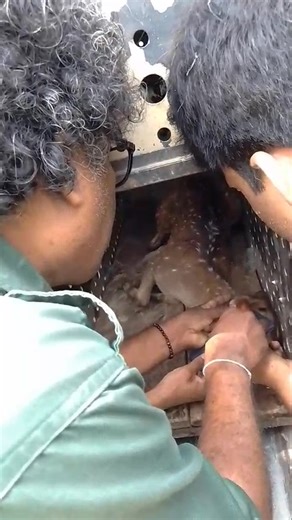 23K views · 162 reactions | Department of Wildlife Conservation, Sri Lanka on Reels | Facebook