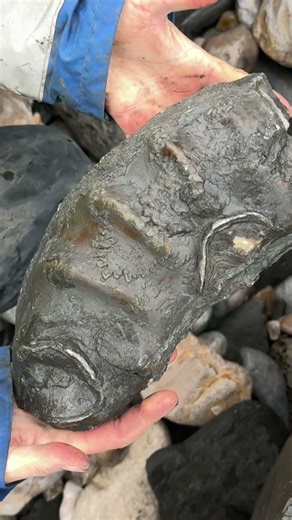 FOSSILS from ANCIENT oceans #fossils #location #collecting #fossilhunting #pov #4u #geology #u