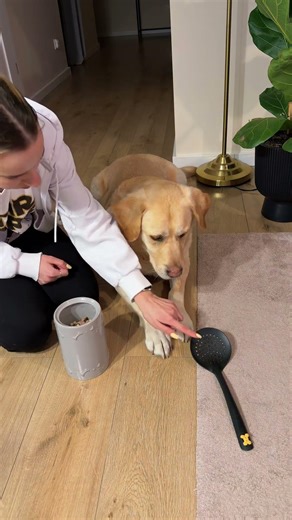 ALE MAM SKILA! 🤩 #goldenretriever #śmiesznefilmiki #puppy #labrador #funnydogs #comedy