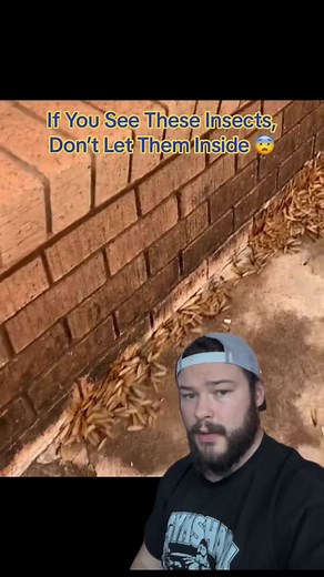 IdkSterling (@idksterling)’s video of Phasmids Insects