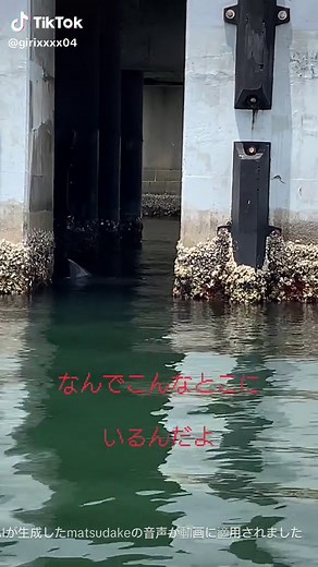 サメとの遭遇：驚きの瞬間