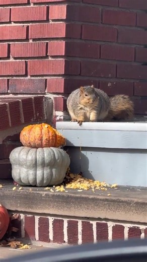 um ok he chonky stop fat shaming this lil dude 😾 | animals eating fruit