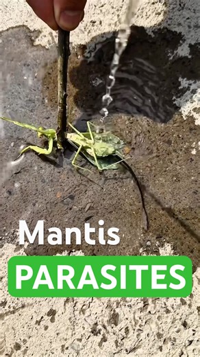 Mantis parasites #mantis #parasite #infection #control #insects