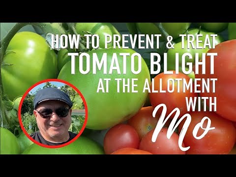 Tomato Blight - How To Prevent and Treat it - 9 Tips from Mo at the allotment