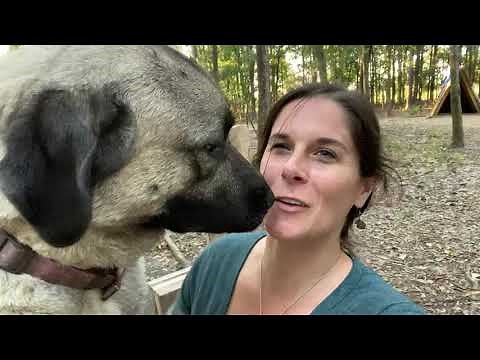Life with an Anatolian Shepard and Great Pyrenees