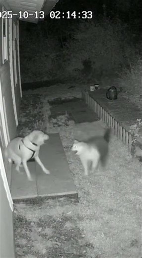 Why Cat Slapping The Dog #animals #funnycats #aivideocreation