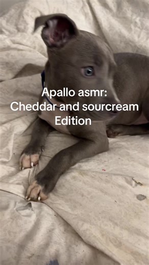 Apallo ASMR: Cheddar and Sour Cream Dog Edition