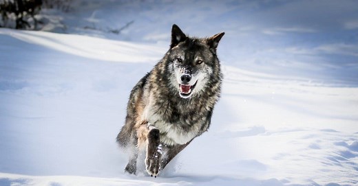 What Do Gray Wolves Eat?