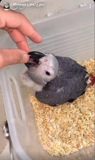 كيف تكشف على فرخ 🐥 ببغاء كاسكو 🐦 قبل تشتريه ؟