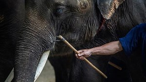 Wildlife souvenirs not to buy on vacation