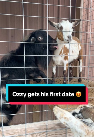 Ozzy gets his first date ❤️🐐😍 Buzz is just a creeper #goats #farmlife #minigoats #nigeriandwarfgoats #bucks