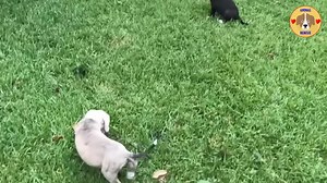 Mama Dog Giving Birth, Lonely, Chained up Under Heavy Rain | Sänger️