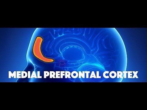 Medial Prefrontal Cortex