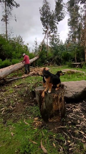 carpentry work - God #trend #quotes #viral #carpentry #work #chainsaw