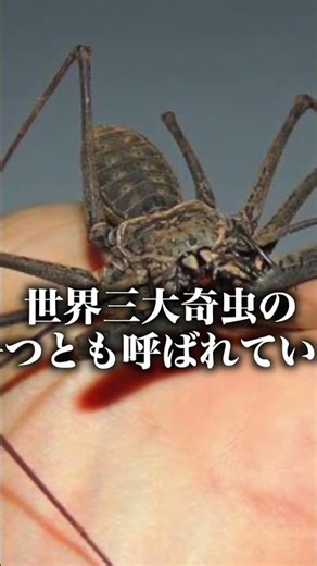 世界三大奇虫 「ウデムシ」とは #昆虫 #キモ
