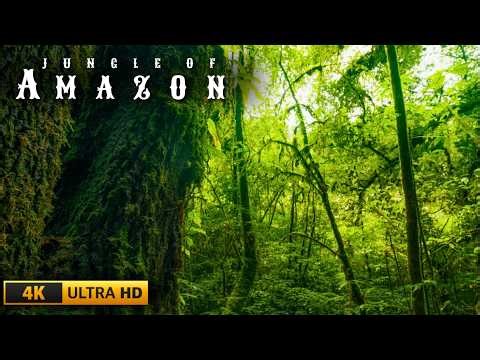 Amazon Jungle 4K – The Most Beautiful Jungle Wildlife on Earth UHD