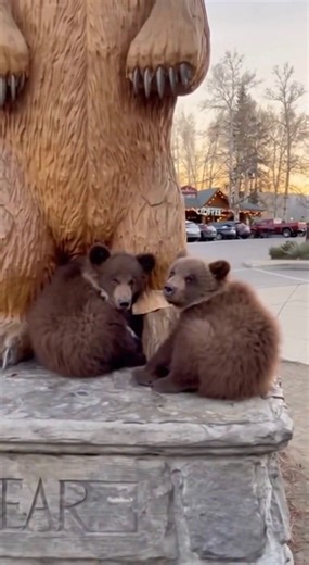 In Big Bear Lake, two orphaned bear cubs were found huddled beside the town’s iconic Big Bear statue after losing their mother. Early one morning, a nearby shop owner was drawn by the sound of soft cries and soon discovered the two bear cubs alone. Wildlife officials later determined that their mother had died the previous day, and the little ones had instinctively settled beside the familiar bear statue, seeking the comfort and safety it represented. Thankfully, rescuers transported the cubs to