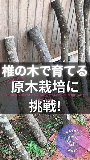【椎の木】で育てる【原木椎茸栽培】に挑戦! [Growing Authentic Shiitake] #ショート動画