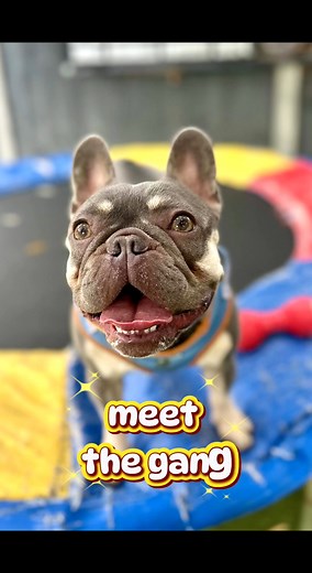 Give Your Dog the Best Start in Life with Wags & Scruffs! 🐾 🌟 5⭐ Licensed | Qualified Trainers | Kennel-Free Care 🌟 At Wags & Scruffs Dog Services, we believe every dog deserves the very best — whether they’re a tiny new pup or a full-grown furry friend who just needs some daytime fun! ✅ Puppy School – Start Smart! • Safe, positive socialisation with well-mannered dogs • Confidence-building games & structured learning • Prevent bad habits before they start • Run by qualified dog trainers you 