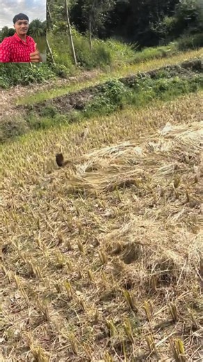 40 reactions · 22 shares | Dogs chasing rabbits in the field #dog #reels #video #rabbits | Raty Soy | Facebook