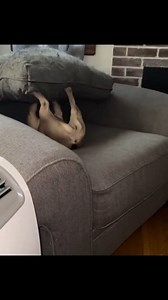 419K views · 18K reactions | Frenchie was just working out doing leg press 藍 | French Bulldog World | Facebook