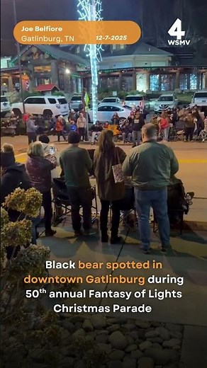 Black bear spotted at Downtown Gatlinburg Christmas parade