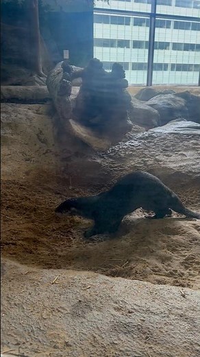 Otter Cam #otter #aquarium #soundscape #asmr