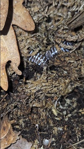 Armadillidium maculatum zebra ⚫️🦓 Le cloporte zébré sous estimé #larchederomeo #terrarium #isopods