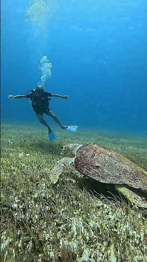Huge Loggerhead swimming towards a diver