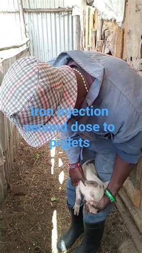 How to handle and give second iron injection to piglets #pigletsvaccination #givingpigletsvaccine