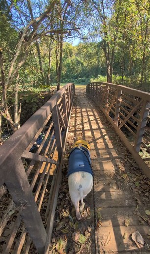 16K views · 163 reactions | Walking with piggy  #fallholidays #halloweenpets | Vanlifepiggy | Facebook