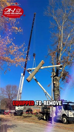 Don't Wait Until a Dangerous Tree Becomes an Emergency 🌳⚠️