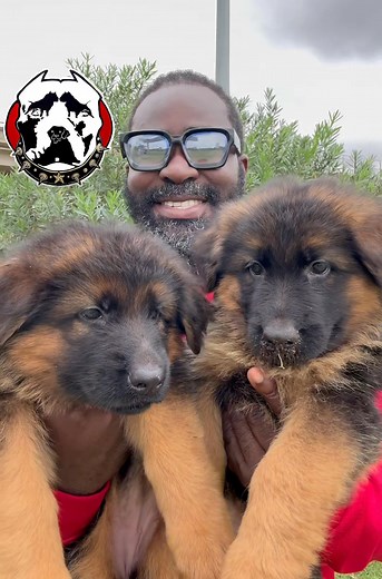 ❤️ | Dogs Sheller K9