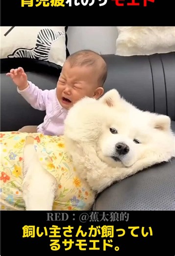 まだママじゃないのに…健気な姿に涙#犬と赤ちゃん #サモエド #ベビーシッター犬 #尊い #癒し動画