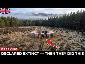 Britain's Last Wild Cat Was Gone — Until They Tried Something Unprecedented