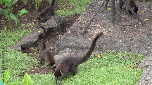 White-nosed Coati (Nasua narica) in the Arenal area in northern Costa Rica, Central America.