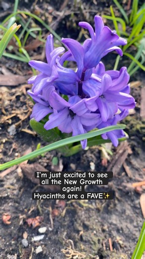 Pt.2 a flashback to SPRING ‘25 #springblooms #springplanting #plantssparkjoy #jazz #viral #flowers