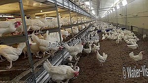 Comment Démarrer Une Entreprise D'Élevage De Poulet | Description du poste - 2026