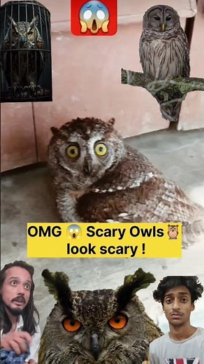 Scary Owl 😱 Moments That Shocked Everyone! #shorts #owl #wildlife